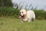 BULLDOG ANGLAIS 194